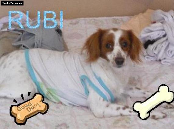 Foto del perro Rubi