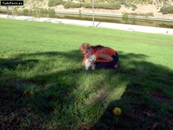 Foto del perro Cody