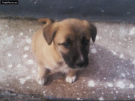 Foto del perro Rocko