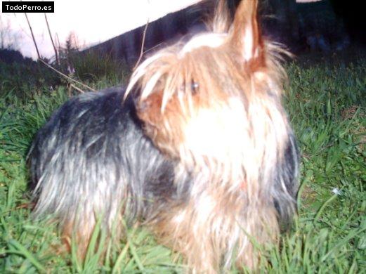 Foto del perro Trizia