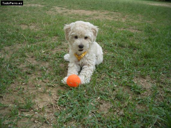 Foto del perro Poker