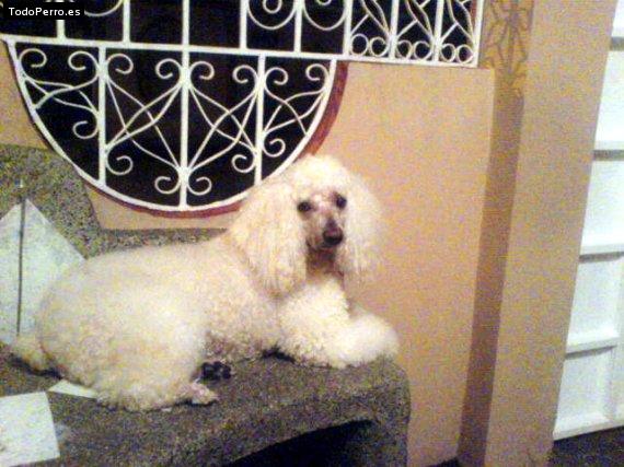 Foto del perro Teddy