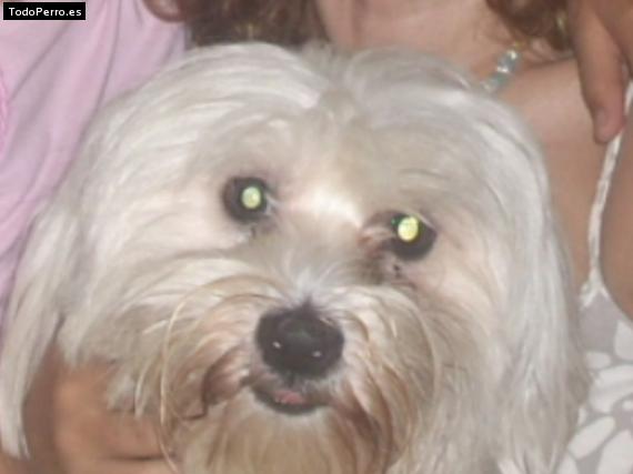 Foto del perro Onil