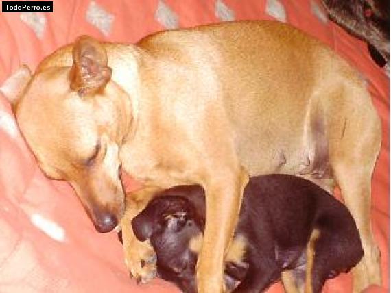 Foto del perro Candela y simon