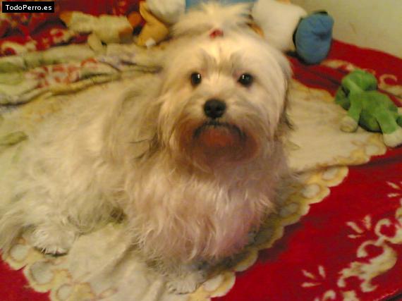 Foto del perro Rita