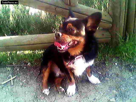 Foto del perro Beethoven