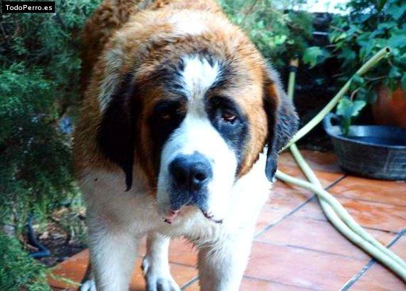 Foto del perro Maria