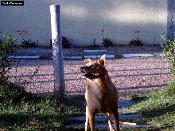 Foto del perro Mariposa