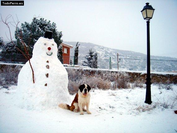 Foto del perro Berni