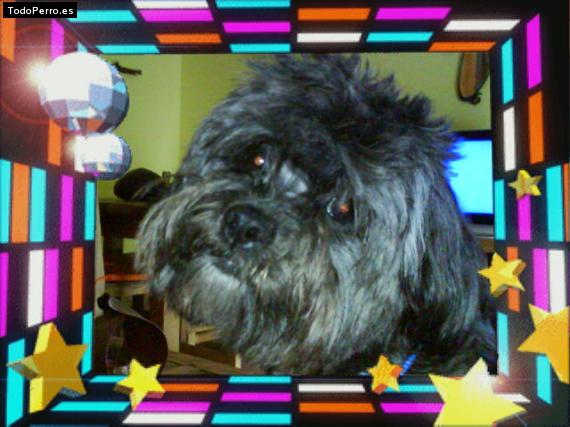 Foto del perro Chechu