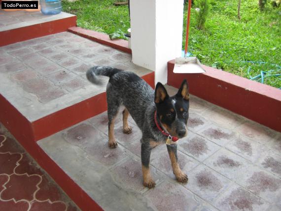 Foto del perro Sombra