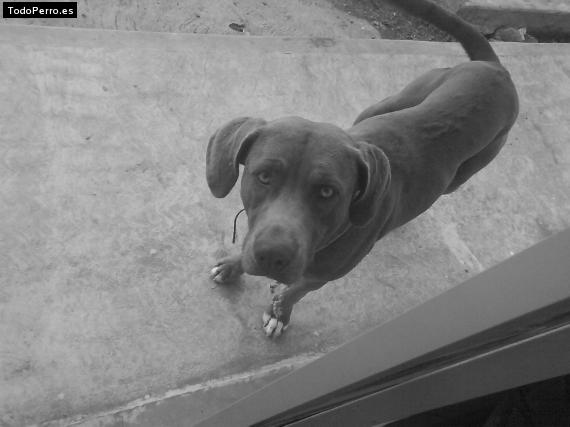 Foto del perro Terry