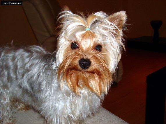 Foto del perro Monyk