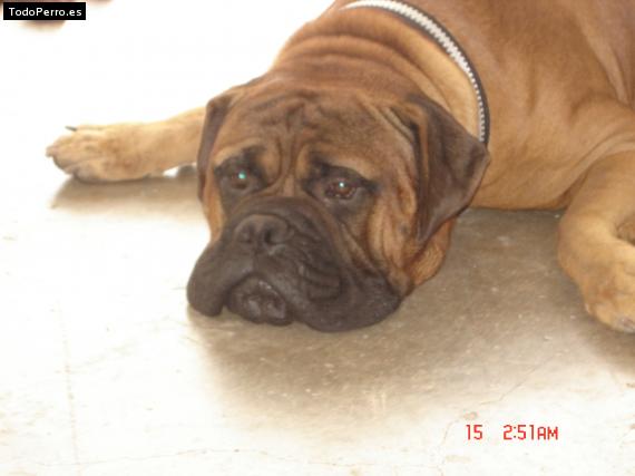 Foto del perro Rusty