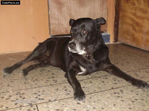 Foto del perro Rambo