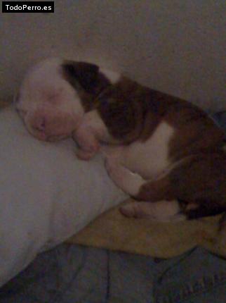 Foto del perro Shunka