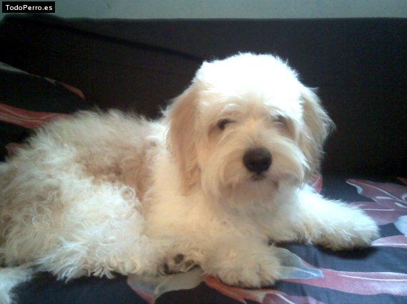 Foto del perro Niko