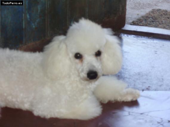 Foto del perro Almendrita