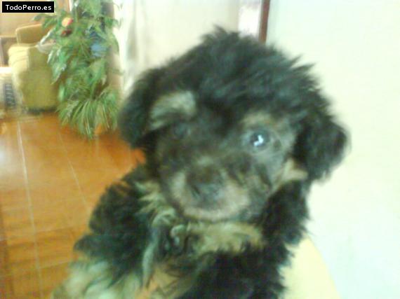 Foto del perro Terry