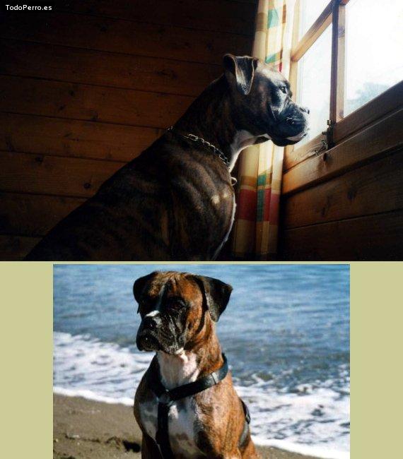 Foto del perro Nemo