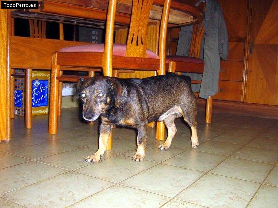 Foto del perro Blaky