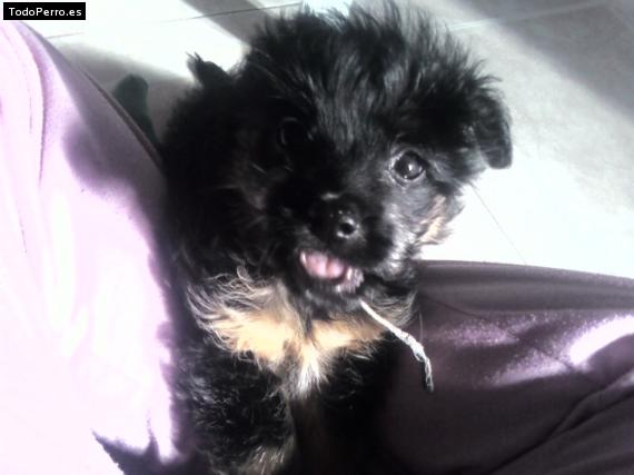 Foto del perro Conguito