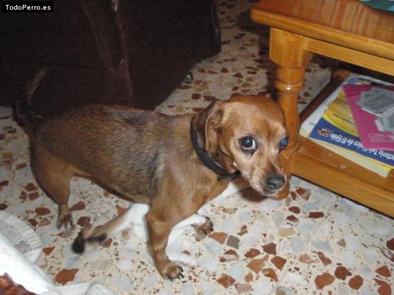 Foto del perro Sara