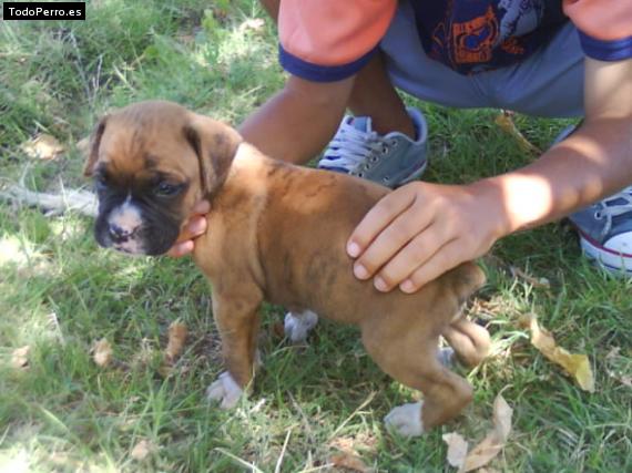 Foto del perro Chester