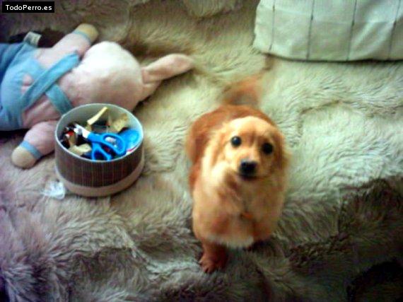 Foto del perro Wily