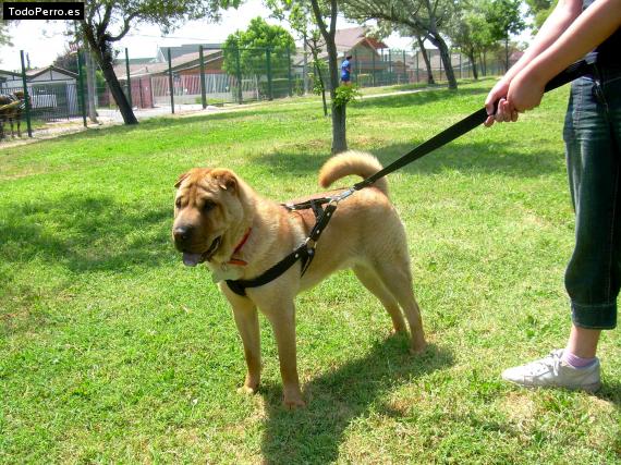 Foto del perro Bakster