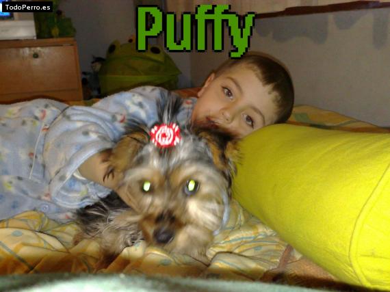 Foto del perro Puffy