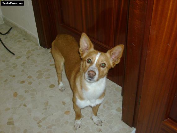 Foto del perro Skipper