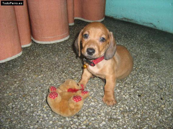 Foto del perro Negrito