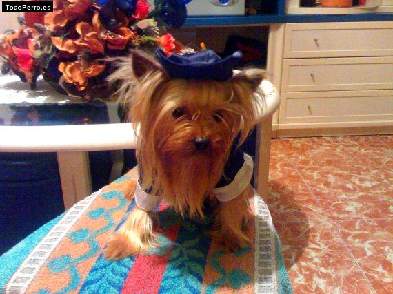 Foto del perro Regaliz