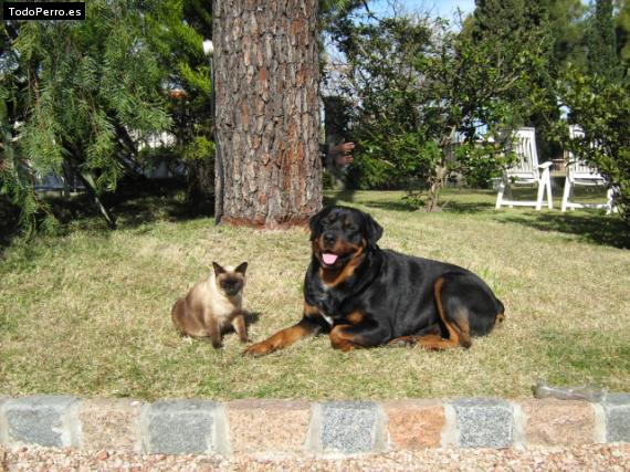 Foto del perro Rocky