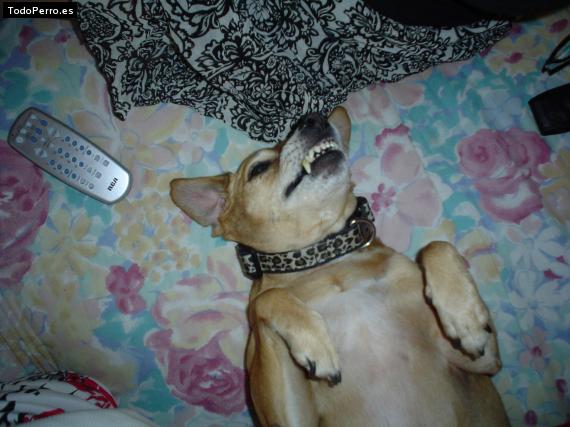 Foto del perro Solovino