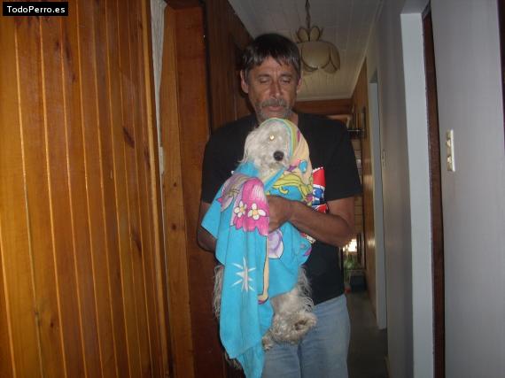 Foto del perro Susy