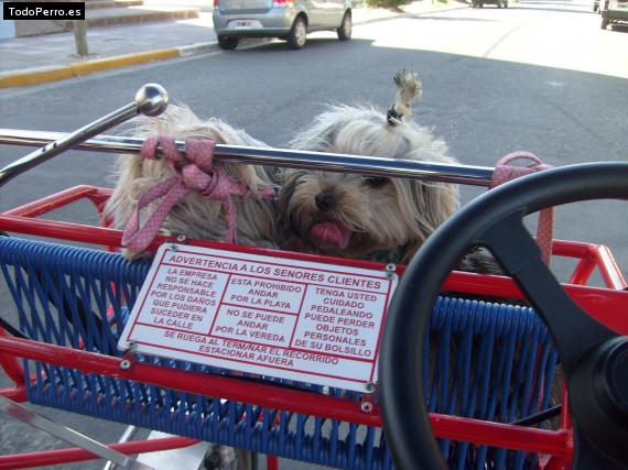 Foto del perro Patita