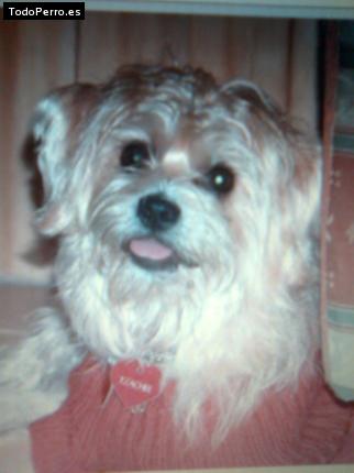 Foto del perro Tzachee