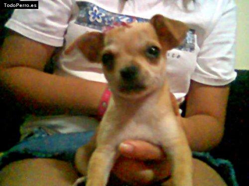 Foto del perro Nina