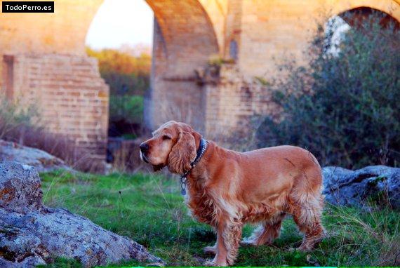 Foto del perro Terry