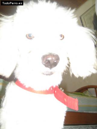 Foto del perro Trosky