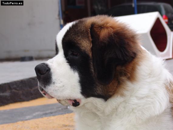 Foto del perro Tanuki