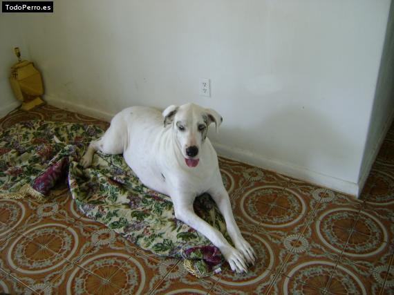 Foto del perro Sofia