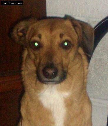 Foto del perro Canelita