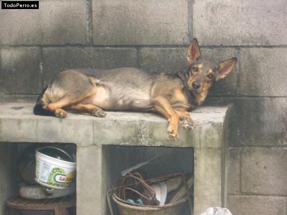 Foto del perro Chispita
