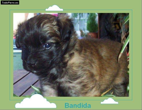 Foto del perro Bandida