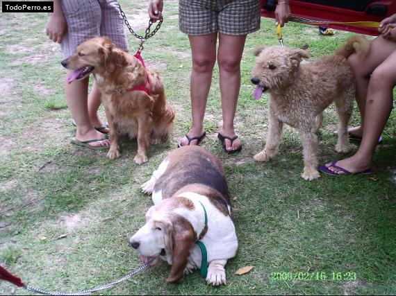 Foto del perro Violeta