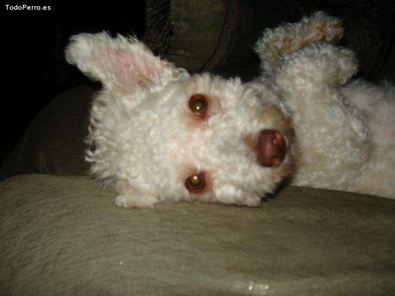 Foto del perro Topanga