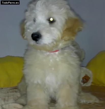 Foto del perro Totty